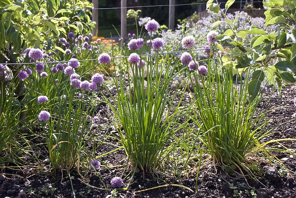 Chive plants in flower around edge of herb garden. credit: Marie-Louise Avery  / 