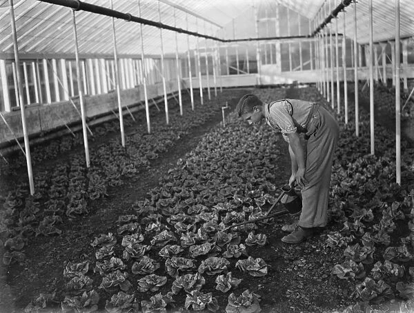 Christmas lettuces being watered in a large green house at the Horticultural College