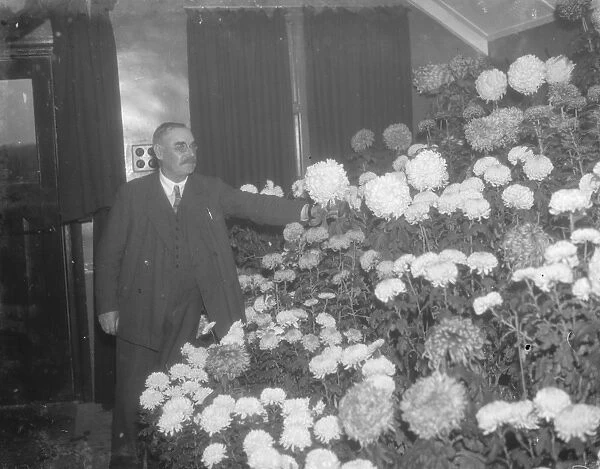Chrysanthemums at the Longfield Flower Show in Kent. 1936