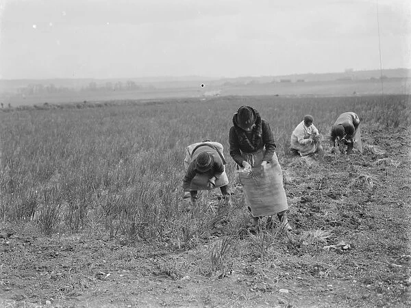 Collecting the spring onion crop in Hextable, Kent. Farm workers are plucking the