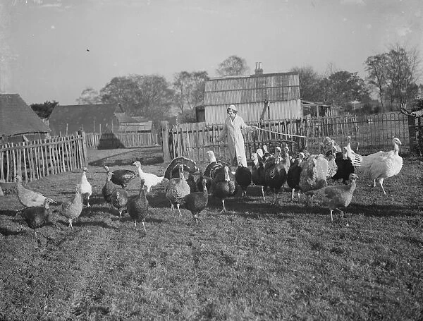 A collection of turkeys on a farm in Frant, East Sussex. 1937