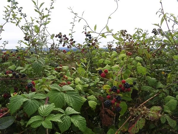 Detail of country hedge with blackberries and view across to Ashdown Forest, Sussex