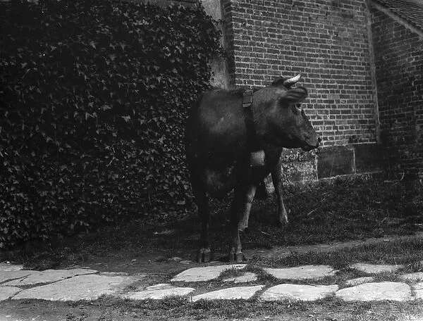 A cow wearing a cowbell. 1935