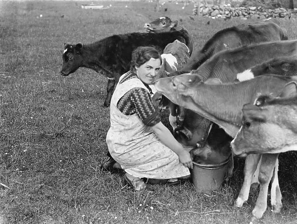 Cows following the farmer with the feed. 1936