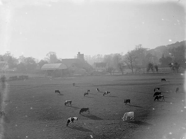 Cows grazing in this rural scene at Farningham, Kent. 1935