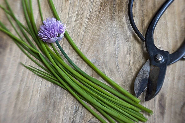 Cut chives on wooden surface with Japanese scissors credit: Marie-Louise Avery