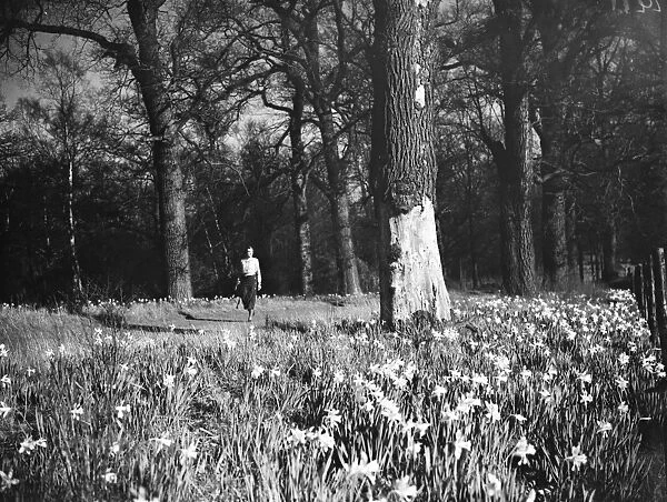 Daffodils. 1935