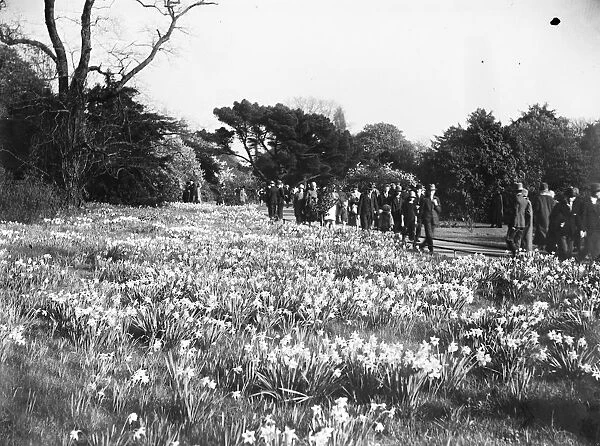 Amongst the daffodils at Kew. A golden vista of Daffs seen on entering the gardens