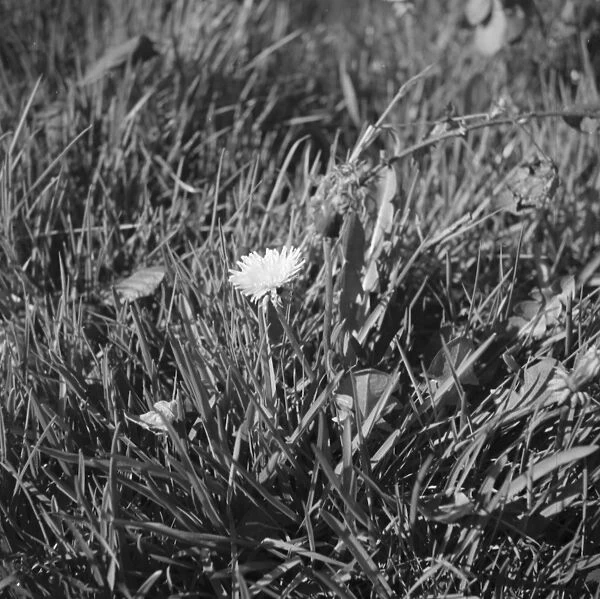 A dandelion in amongst the blades of grass. 1939