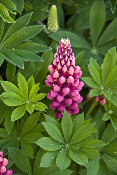 Deep pink lupins in herbaceous border showing water droplets on leaves credit