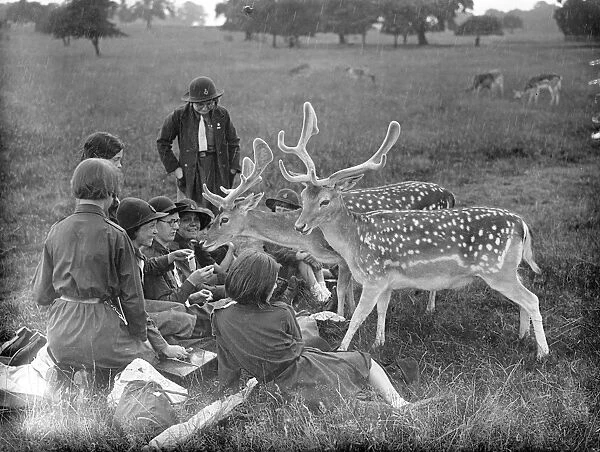 Deer as gatecrashers at a Girl Guides picnic in Richmond Park. The deer succeeded