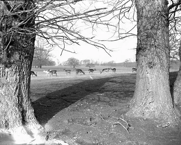 Deer in Lullingstone Park, Kent. 1933