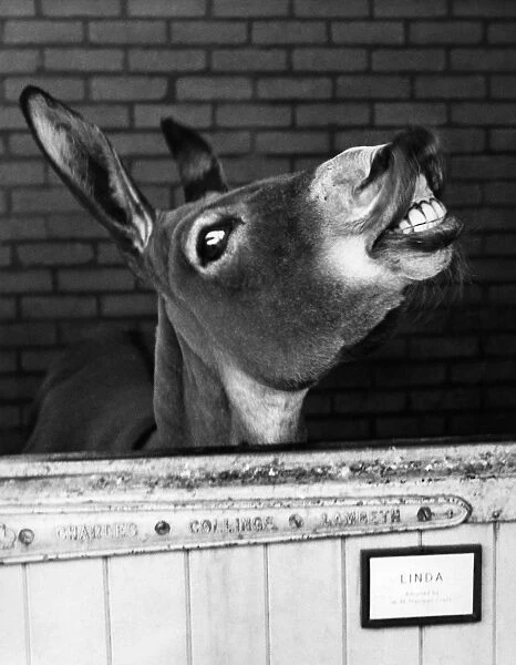 Donkey - Linda at London Zoo ?TopFoto Jaws retort response