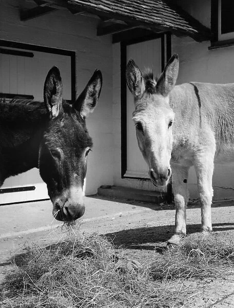 Donkey - lunchtime in the peace and quiet of The Blue Cross home and boarding for