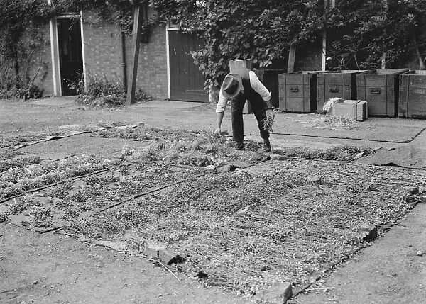 Drying plants, rose hips, Avery Hill. 1937