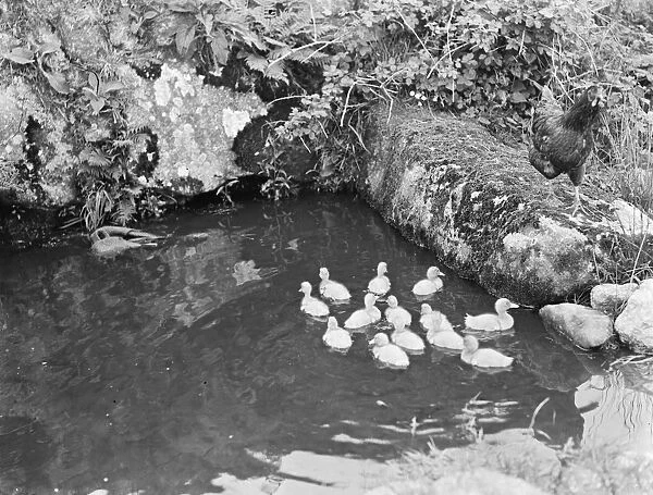 Duckilings having a swim watched over by a chicken