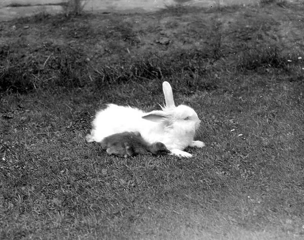 Duckling and Rabbit. 1934