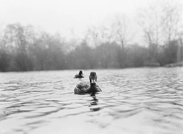 Ducks floating on the water. 1939