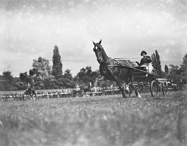 East Berks Maidenhead Horse Show Mrs Raymond Phillips driving her Gipsy Princess 1928
