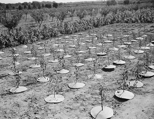 East Malling Research Station open day. Young trees with protective covers. 1937