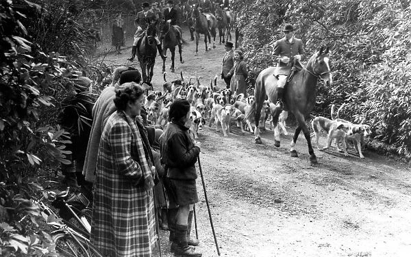 The East Sussex Foxhounds pass down the drive of Lord Burghleys home, Tilton, at Catsfield