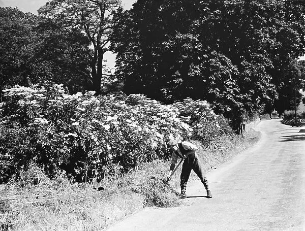 Elderberry blossom in the lanes in Farningham, Kent. 1936