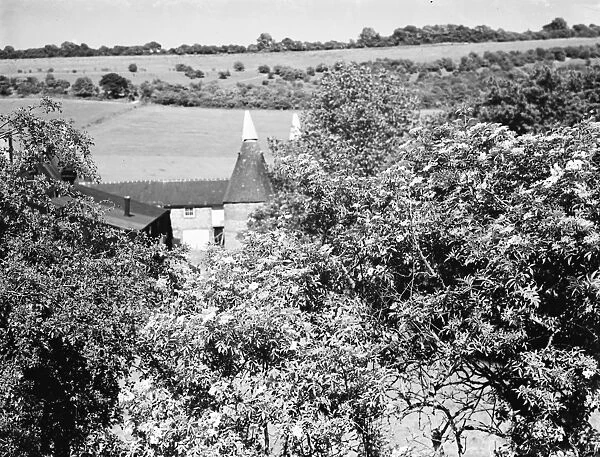 Elderberry blossom in Maplescombe make a pretty foreground to the oast houses. 1936
