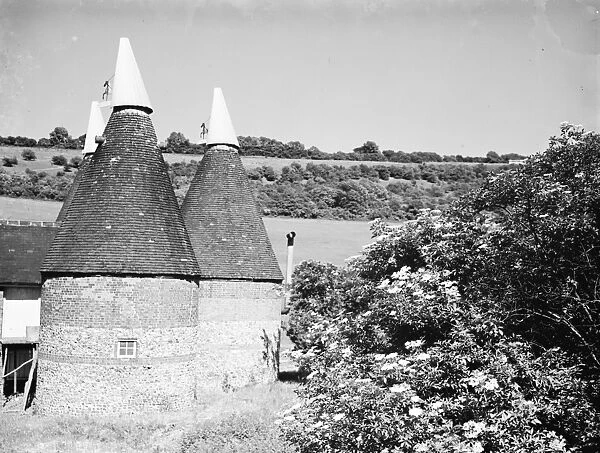 Elderberry blossom in Maplescombe make a pretty foreground to the oast houses. 1936