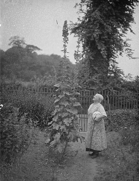 An elderly gardener admires her giant hollyhock in her cottage garden at Perry Street