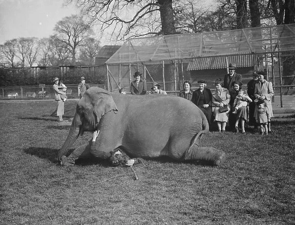 Elephant training, trainer underneath elephant, Maidstone. Kent. 31 March 1938