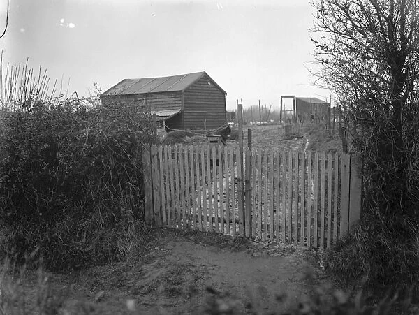 The Elsie Cameron mystery. A view of Norman Thorns poultry farm at Blackness