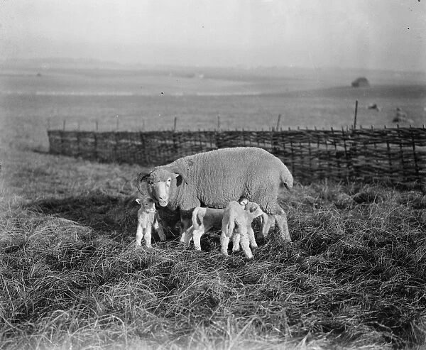 A family party. The lambing season is in progress in Dorset, where this photograph