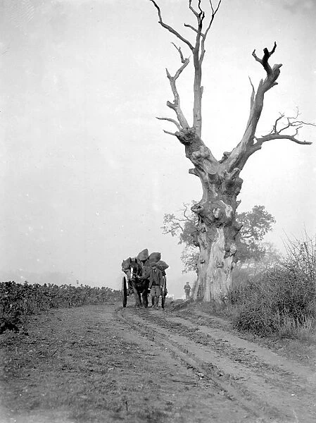 Farm scene. Horse and cart going past an old tree. 1934