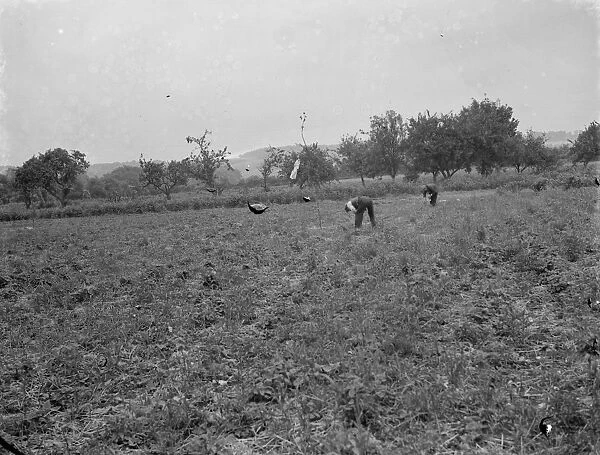 Farm workers in a field by Farthing Street in Farnborough, Kent. These fields are