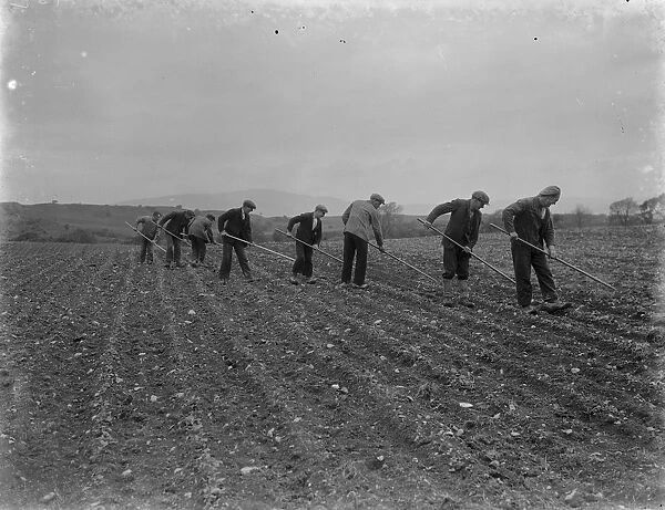 farm workers hoe their field by hand in Scotland. 1935
