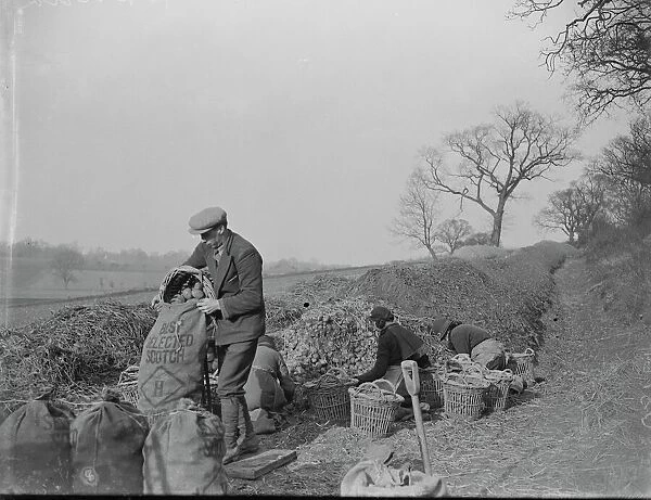 Farm workers are loading potatoes into sacks at a potato clamp. 1939