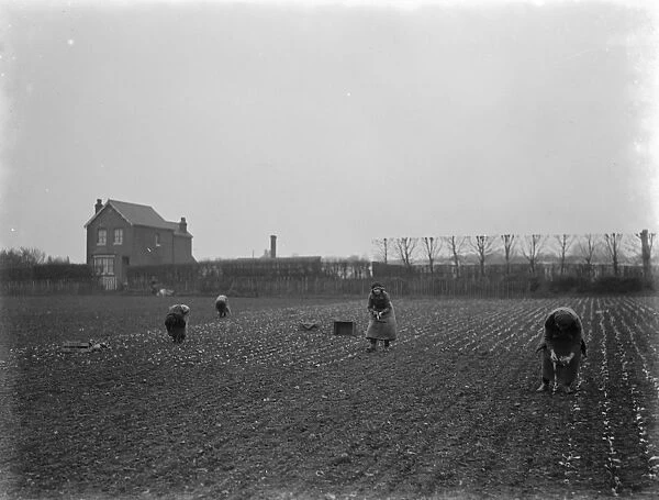 Farm workers planting lettuce by hand on a field in Hextable, Kent. 1937
