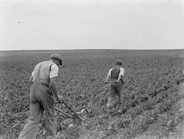 Farm workers using a hand seeder to sow kale. 1937