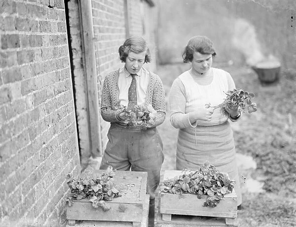 A farmer cultivates his strawberries. 1935