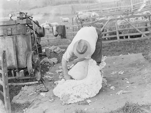 A farmer hand shears a sheep. 1939