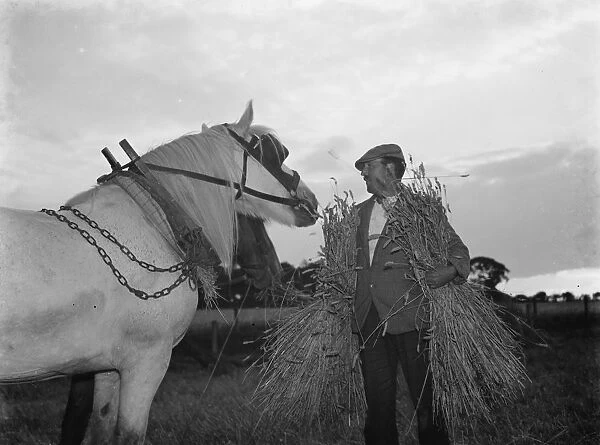 A farmer harvests his fields with his shire horse tethered. 1935