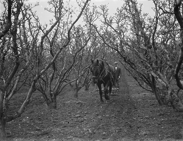 A farmer and his horse harrowing between the fruit trees in St Mary Cray, Kent. 1936