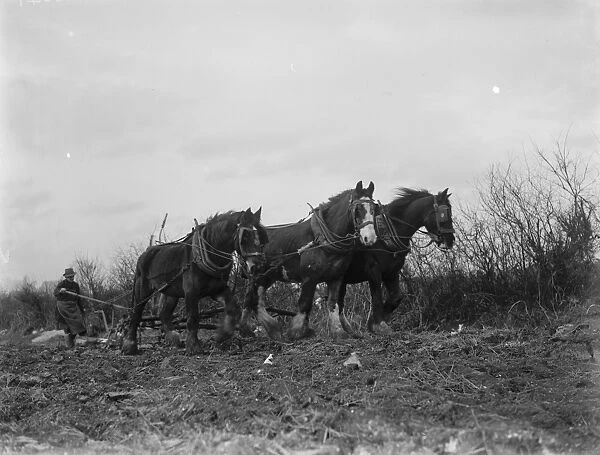 A farmer and his horse team plough a field. 1936