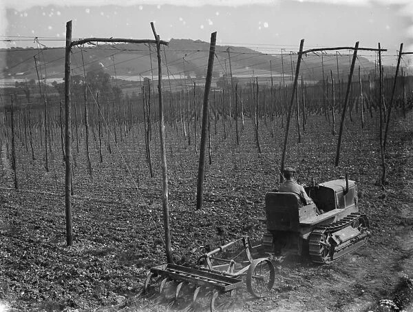 A farmer on his International tractor draws a harrow between the hop vines