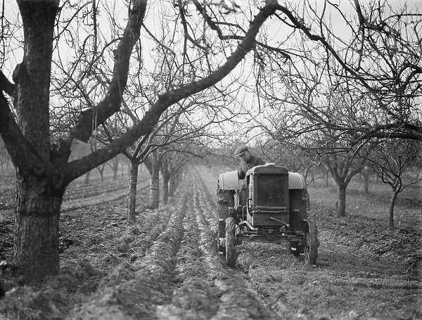A farmer ploughs the grounds around his trees in an orchard in Farningham, Kent. 1938