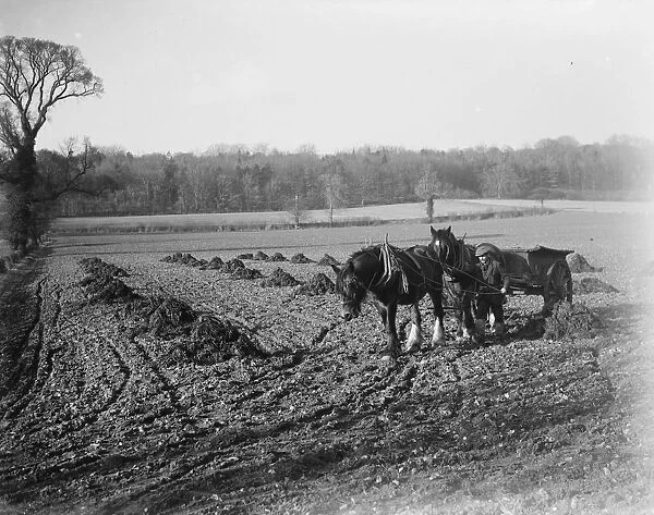 Farmer potato spinning with his horse team. 1936
