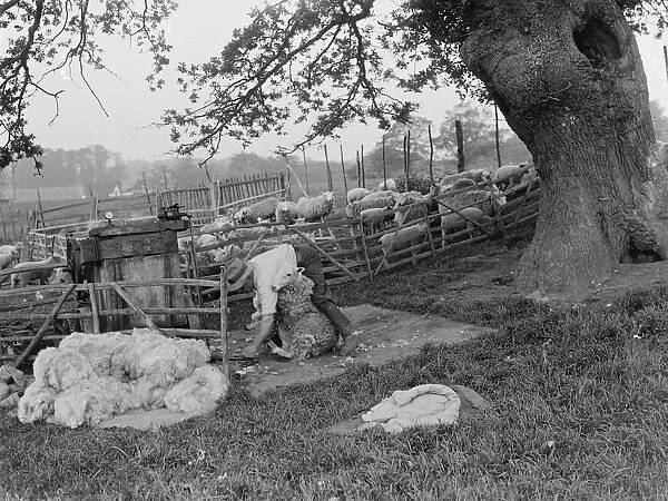 A farmer shears his flock of sheep in the paddock. 1935