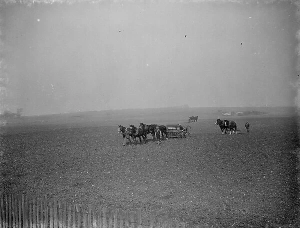 A farmer sows oats and harrows a field with teams of horses. 1938