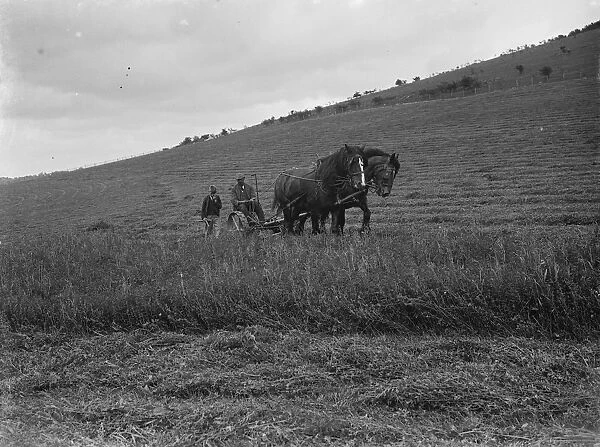 A farmer with his team of horses cuts the clover crop. 1935