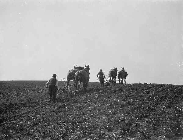 A farmer and his team of horses plough a field in Bexley near London